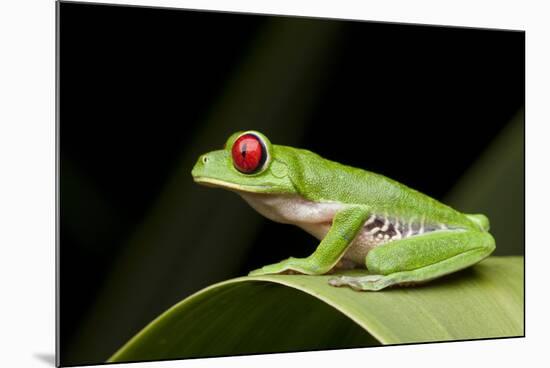 Red Eyed Tree Frog, Costa Rica-Paul Souders-Mounted Photographic Print