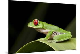 Red Eyed Tree Frog, Costa Rica-Paul Souders-Mounted Photographic Print