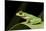 Red Eyed Tree Frog, Costa Rica-Paul Souders-Mounted Photographic Print