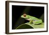 Red Eyed Tree Frog, Costa Rica-Paul Souders-Framed Photographic Print