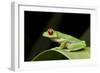 Red Eyed Tree Frog, Costa Rica-Paul Souders-Framed Photographic Print