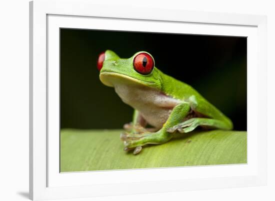 Red Eyed Tree Frog, Costa Rica-Paul Souders-Framed Photographic Print