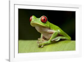 Red Eyed Tree Frog, Costa Rica-Paul Souders-Framed Photographic Print