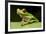 Red Eyed Tree Frog, Costa Rica-Paul Souders-Framed Photographic Print