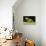 Red Eyed Tree Frog, Costa Rica-Paul Souders-Photographic Print displayed on a wall