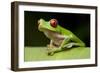 Red Eyed Tree Frog, Costa Rica-Paul Souders-Framed Photographic Print