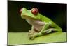 Red Eyed Tree Frog, Costa Rica-Paul Souders-Mounted Photographic Print