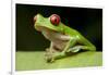 Red Eyed Tree Frog, Costa Rica-Paul Souders-Framed Photographic Print