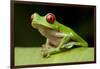 Red Eyed Tree Frog, Costa Rica-Paul Souders-Framed Photographic Print