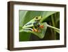 Red Eyed Tree Frog, Costa Rica-Paul Souders-Framed Photographic Print