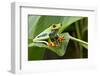 Red Eyed Tree Frog, Costa Rica-Paul Souders-Framed Photographic Print