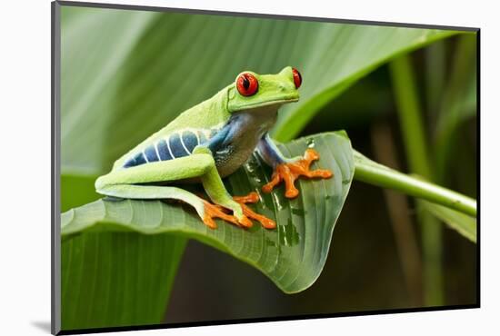 Red Eyed Tree Frog, Costa Rica-Paul Souders-Mounted Photographic Print