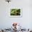 Red Eyed Tree Frog, Costa Rica-Paul Souders-Framed Photographic Print displayed on a wall