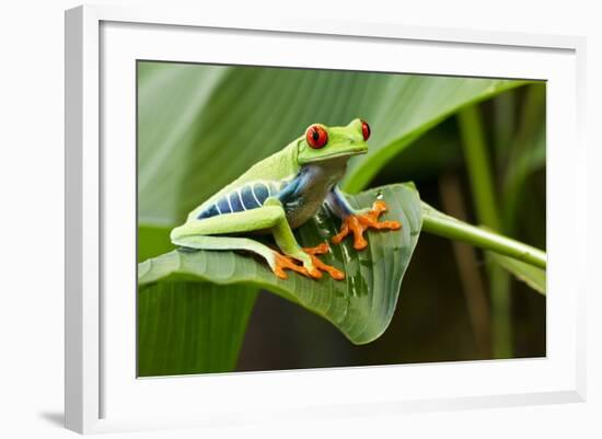 Red Eyed Tree Frog, Costa Rica-Paul Souders-Framed Photographic Print