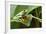 Red Eyed Tree Frog, Costa Rica-Paul Souders-Framed Photographic Print