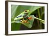 Red Eyed Tree Frog, Costa Rica-Paul Souders-Framed Photographic Print