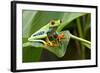 Red Eyed Tree Frog, Costa Rica-Paul Souders-Framed Photographic Print