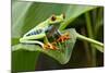 Red Eyed Tree Frog, Costa Rica-Paul Souders-Mounted Photographic Print