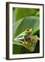 Red Eyed Tree Frog, Costa Rica-Paul Souders-Framed Photographic Print