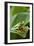 Red Eyed Tree Frog, Costa Rica-Paul Souders-Framed Photographic Print