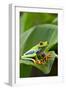 Red Eyed Tree Frog, Costa Rica-Paul Souders-Framed Photographic Print