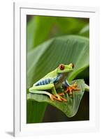 Red Eyed Tree Frog, Costa Rica-Paul Souders-Framed Photographic Print