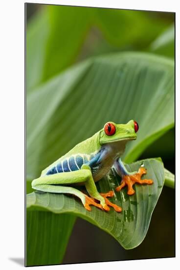 Red Eyed Tree Frog, Costa Rica-Paul Souders-Mounted Photographic Print