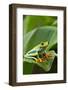 Red Eyed Tree Frog, Costa Rica-Paul Souders-Framed Photographic Print