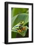 Red Eyed Tree Frog, Costa Rica-Paul Souders-Framed Photographic Print