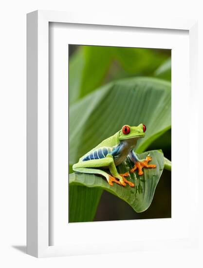 Red Eyed Tree Frog, Costa Rica-Paul Souders-Framed Photographic Print