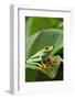 Red Eyed Tree Frog, Costa Rica-Paul Souders-Framed Photographic Print