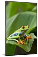 Red Eyed Tree Frog, Costa Rica-Paul Souders-Mounted Photographic Print