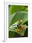 Red Eyed Tree Frog, Costa Rica-Paul Souders-Framed Photographic Print