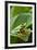 Red Eyed Tree Frog, Costa Rica-Paul Souders-Framed Photographic Print