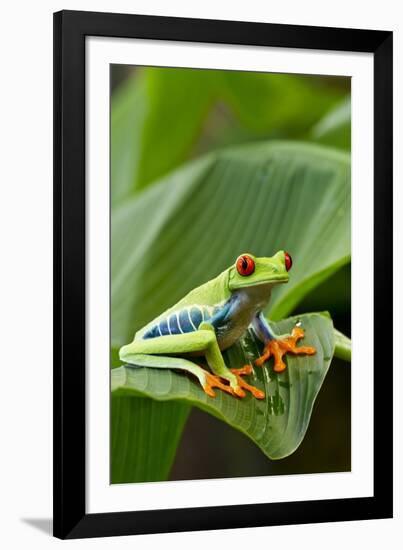 Red Eyed Tree Frog, Costa Rica-Paul Souders-Framed Photographic Print