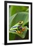 Red Eyed Tree Frog, Costa Rica-Paul Souders-Framed Photographic Print