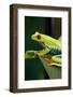 Red Eyed Tree Frog, Costa Rica-Paul Souders-Framed Photographic Print