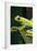 Red Eyed Tree Frog, Costa Rica-Paul Souders-Framed Photographic Print