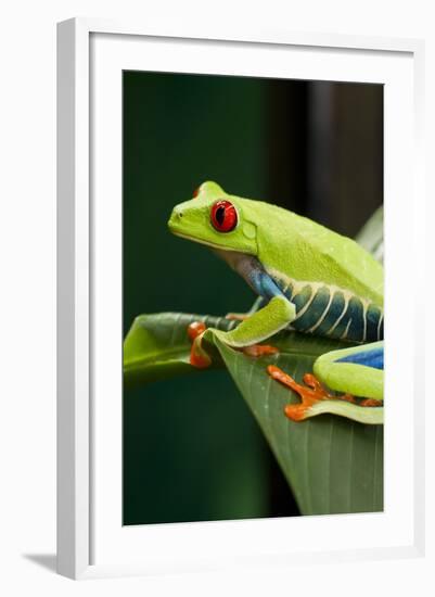 Red Eyed Tree Frog, Costa Rica-Paul Souders-Framed Photographic Print