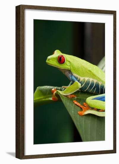 Red Eyed Tree Frog, Costa Rica-Paul Souders-Framed Photographic Print