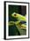 Red Eyed Tree Frog, Costa Rica-Paul Souders-Framed Photographic Print