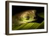 Red Eyed Tree Frog, Costa Rica-Paul Souders-Framed Photographic Print