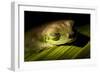 Red Eyed Tree Frog, Costa Rica-Paul Souders-Framed Photographic Print