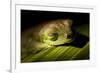 Red Eyed Tree Frog, Costa Rica-Paul Souders-Framed Photographic Print