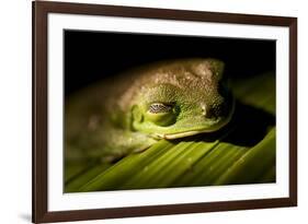 Red Eyed Tree Frog, Costa Rica-Paul Souders-Framed Photographic Print