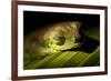 Red Eyed Tree Frog, Costa Rica-Paul Souders-Framed Photographic Print