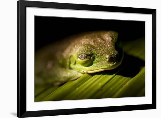 Red Eyed Tree Frog, Costa Rica-Paul Souders-Framed Photographic Print