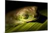 Red Eyed Tree Frog, Costa Rica-Paul Souders-Mounted Photographic Print