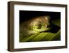 Red Eyed Tree Frog, Costa Rica-Paul Souders-Framed Photographic Print