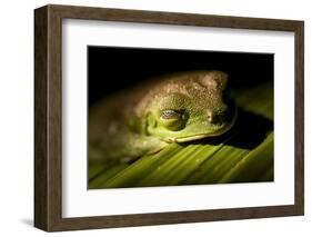 Red Eyed Tree Frog, Costa Rica-Paul Souders-Framed Photographic Print